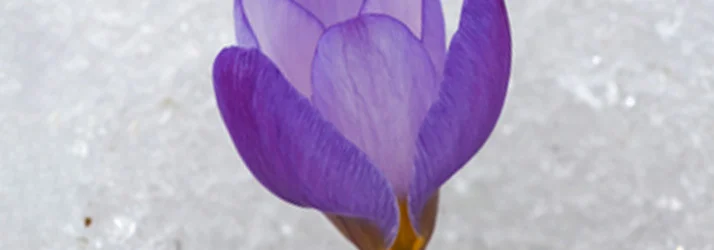 Spring has sprung in Phoenix AZ. And so have your allergies.